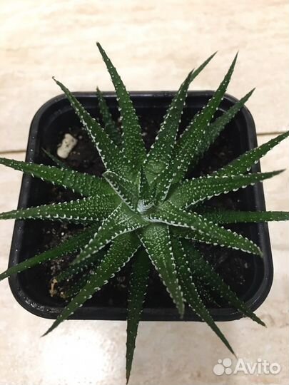 Суккулент Хавортия, Крассула