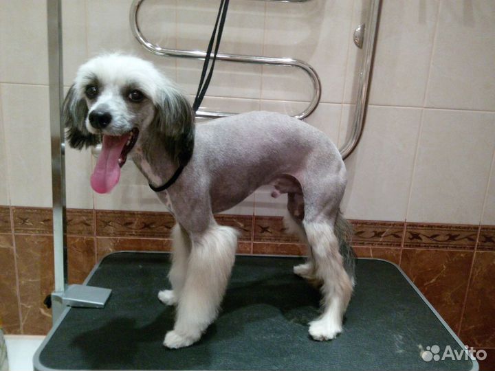 Стрижка собак и кошек