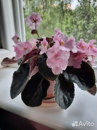 Фиалка в горшках