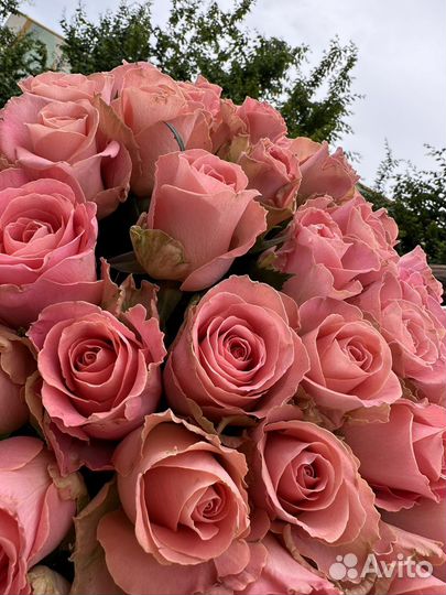 Роза персиковая букет 51 шт.Доставка