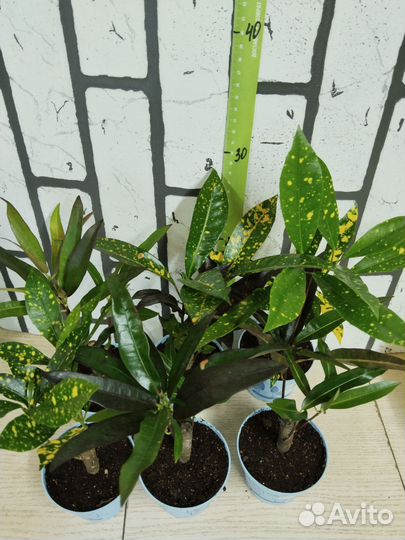 Кротон на штамбе