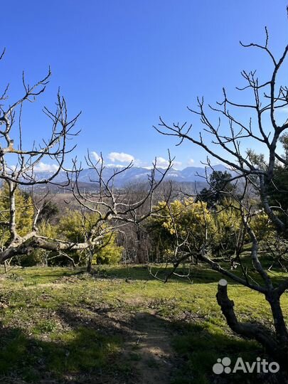 Мимоза Абхазия опт/розница