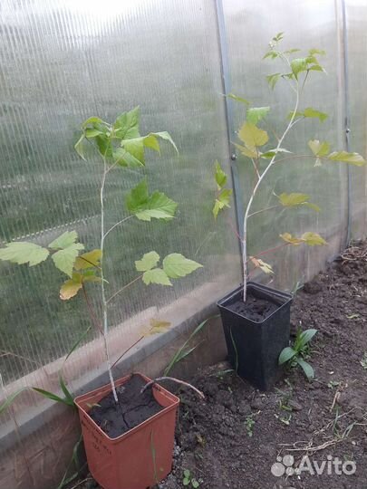 Саженцы чёрной малины