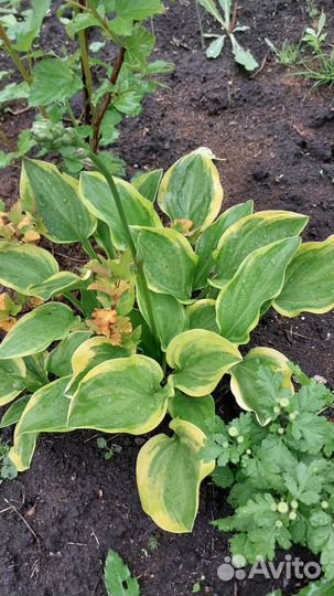 Хоста растение