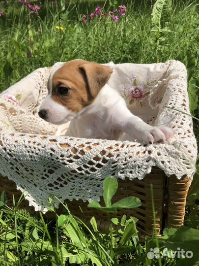 Щенок джек рассел терьер