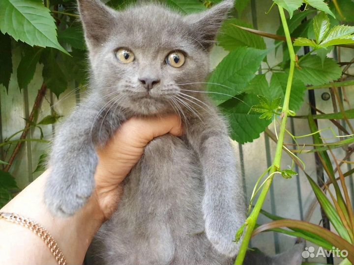 Кузенька хочет домой
