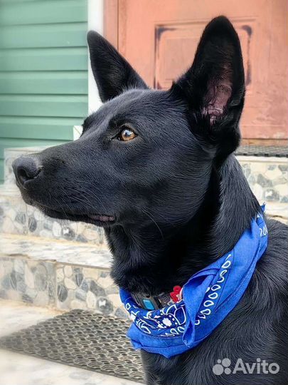 Собака в дар