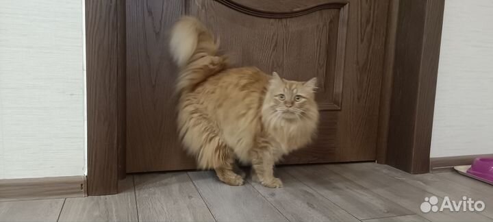 Кошка красотка