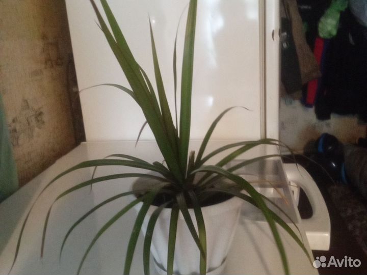 Пальма драцена