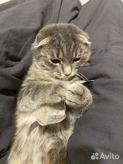 Продаем кота