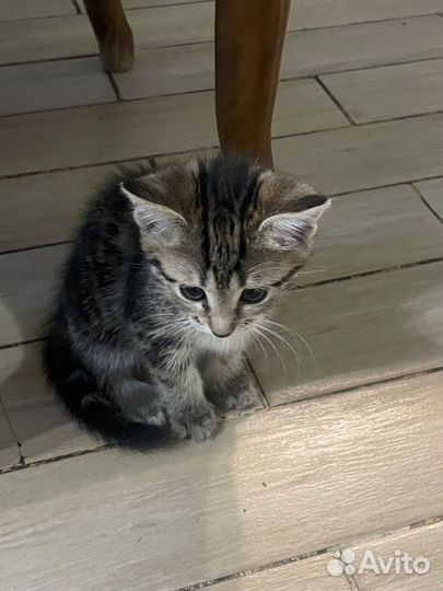 Кошка