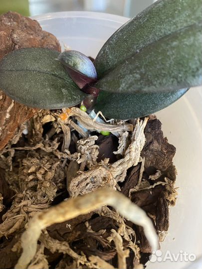 Орхидея фаленопсис mandala/шампань