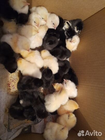 Цыплята разных возрастов, инкубационное яйцо