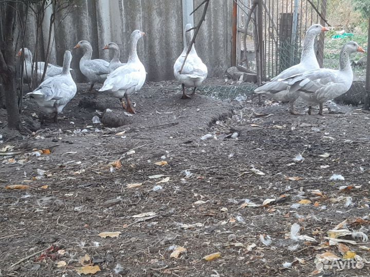 Псковские лысые гуси