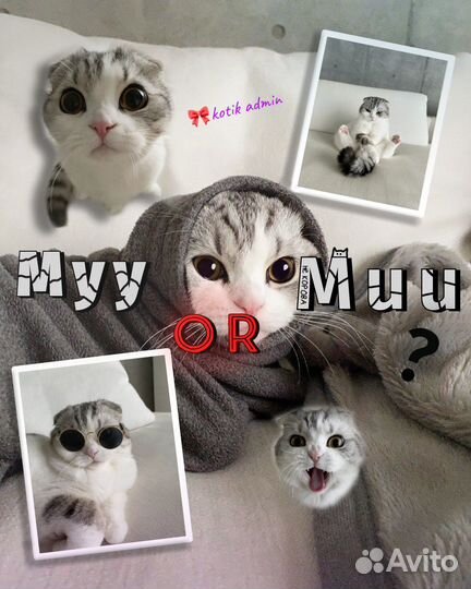 Аватарки Kotleta