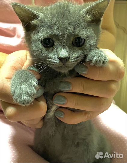 Шотландские котята