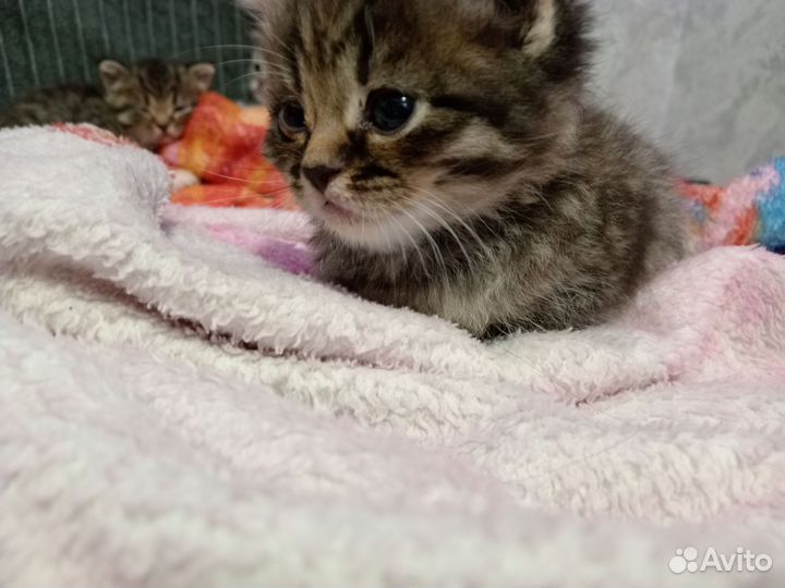 Милые котята в хорошие и надёжные руки