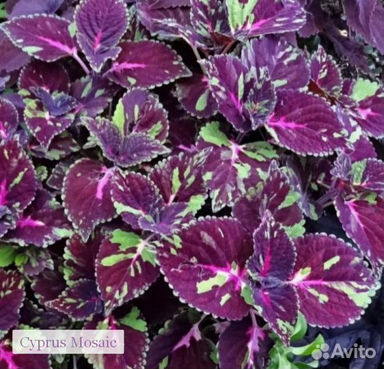 Колеусы вегетативные сортовые