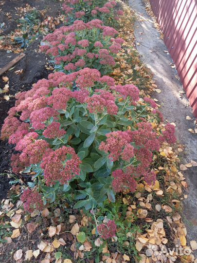 Продам отчиток