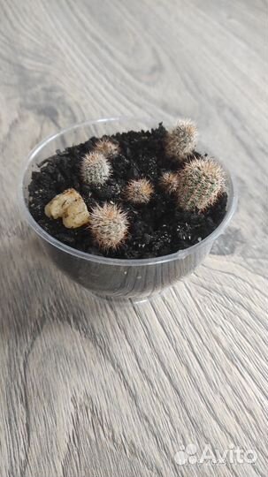 Кактусы 