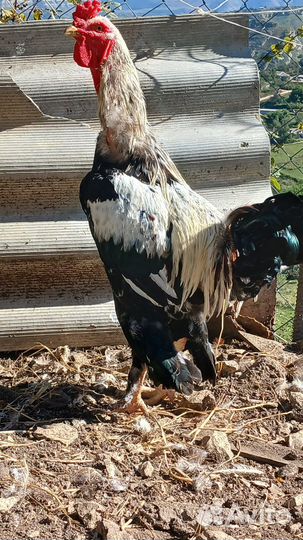 Бойцовый петух