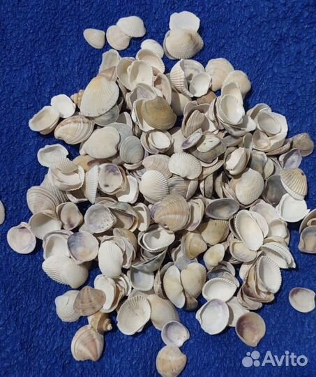 Морские ракушки раковины
