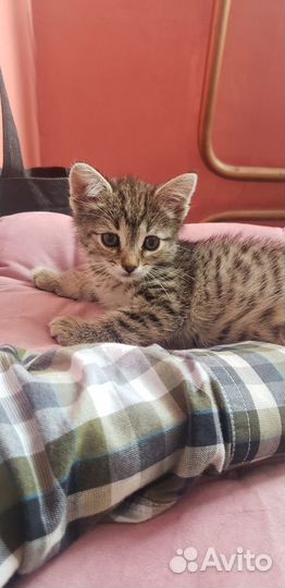 Котенок в добрые руки