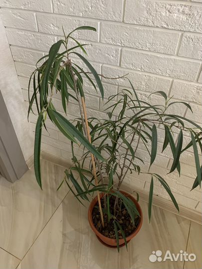 Фикус. Сорт Али