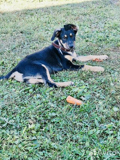 Собака в добрые руки щенок