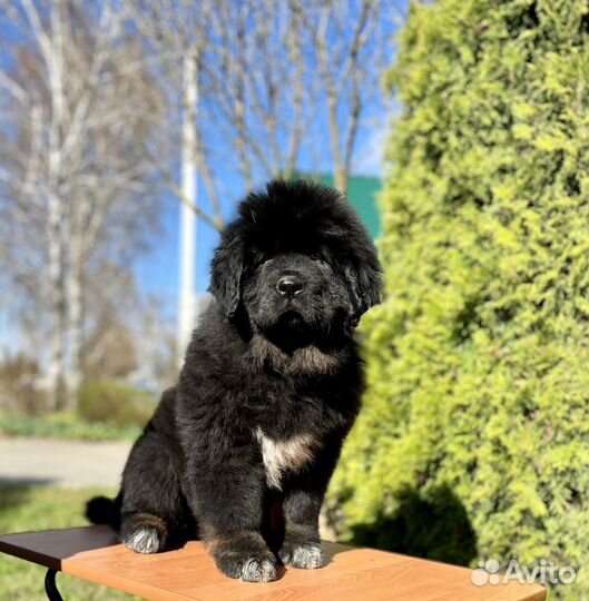 Щенки 2,5 мес