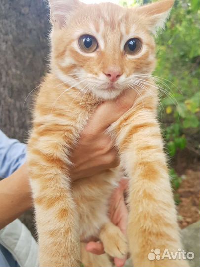 Кошка в дар бесплатно
