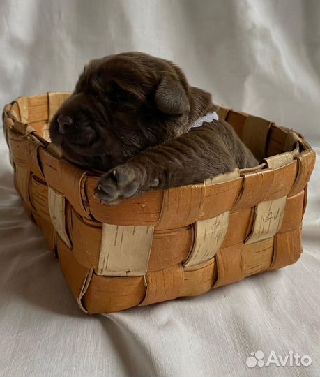 Щенки лабрадора