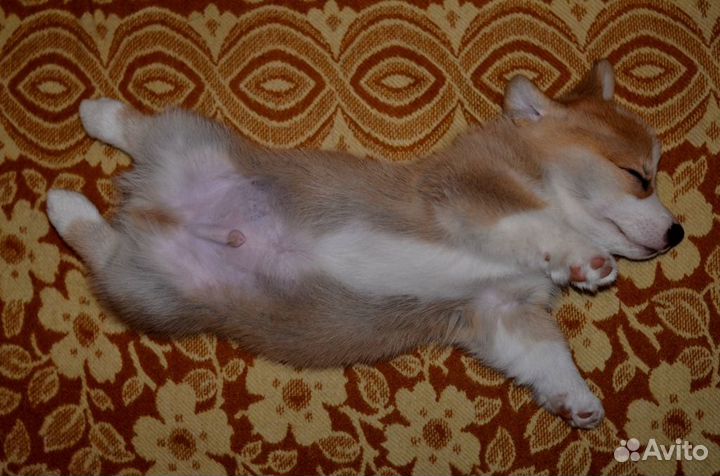 Щенки вельш корги пемброк