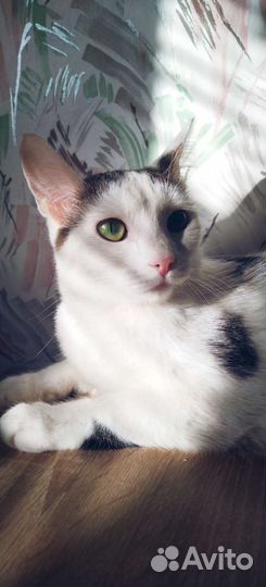 Кошка в дар