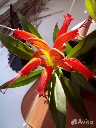 Эсхинантус