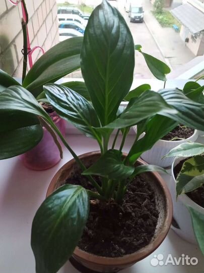 Спатифиллум-Женское Счастье