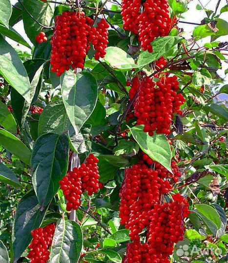 Актинидия,лимонник