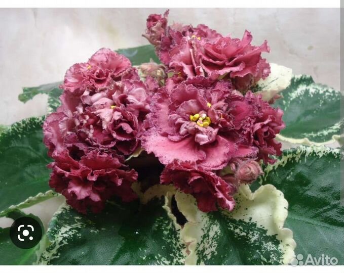 Фиалки сортовые