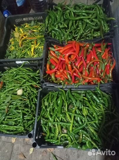 Перец острый