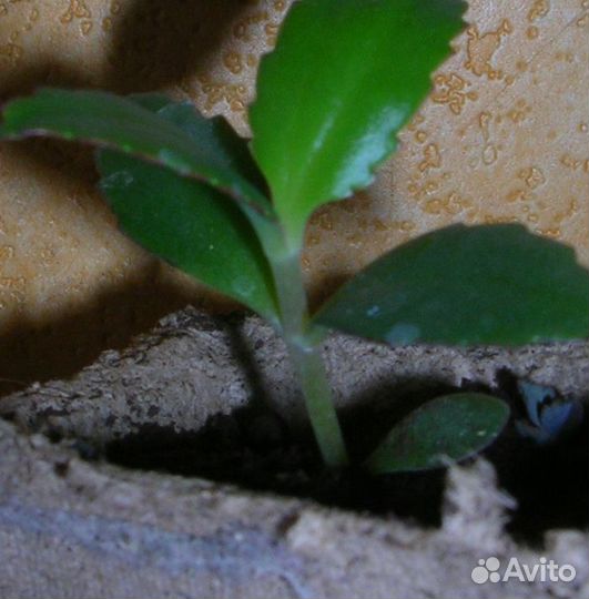 Каланхое саженцы с корнями