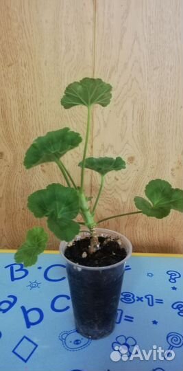 Пеларгония Pac Viva Rosita