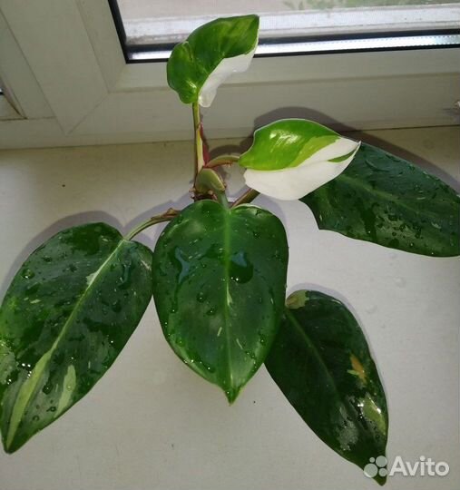 Филодендроны