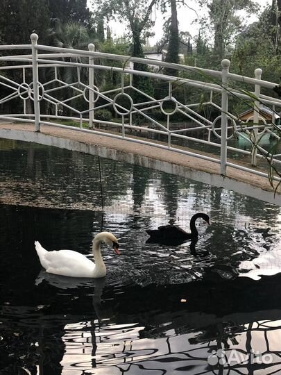 Индивидуальные экскурсии в Абхазию класса lux