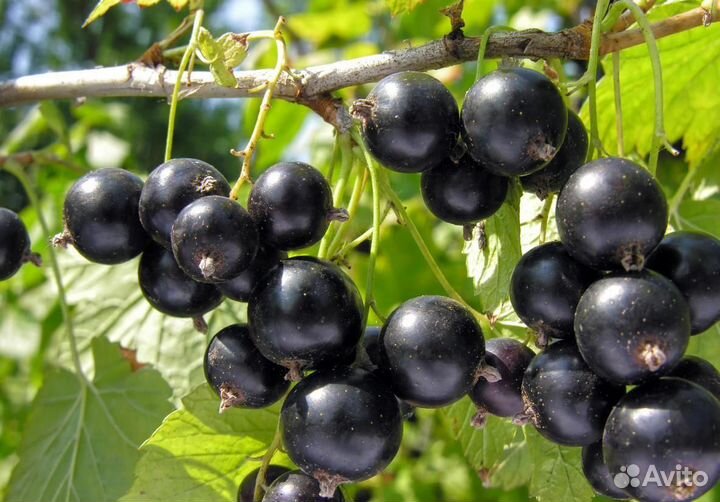 Саженцы черной смородины