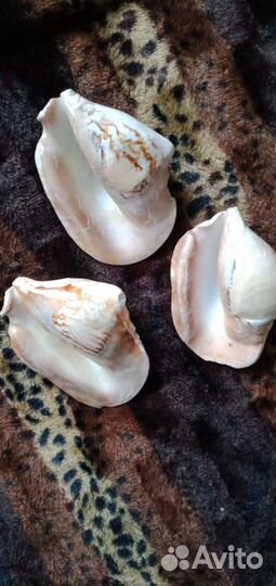 Ракушки с Чёрного моря