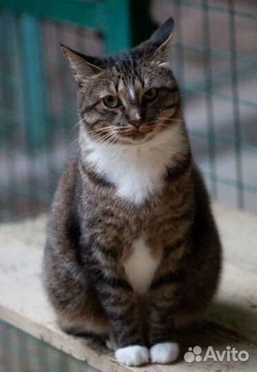 Красотка Софи в добрые руки