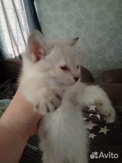 Отдам бесплатно