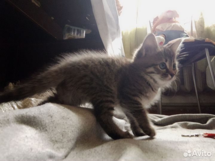 Кошка в дар бесплатно