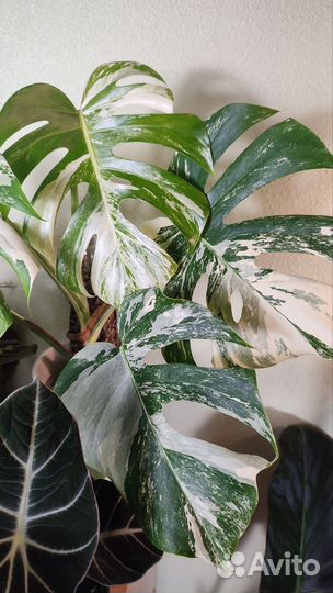 Монстера Альба детка