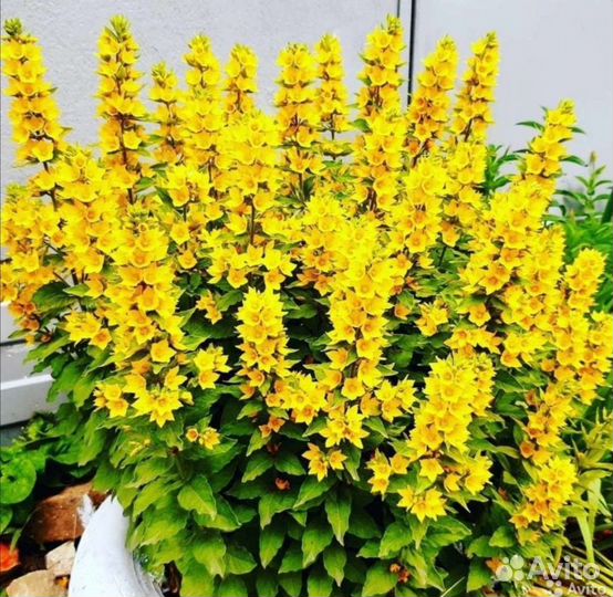 Цветы садовые